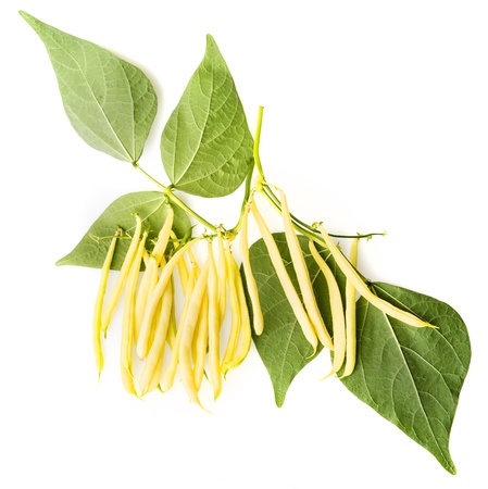 yellow beans -  isolated on a white backgroundの写真素材