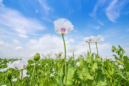 pink poppies on a field - blue skyの写真素材