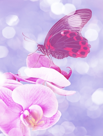 exotic butterfly sitting on an orchid blue backgroundの写真素材