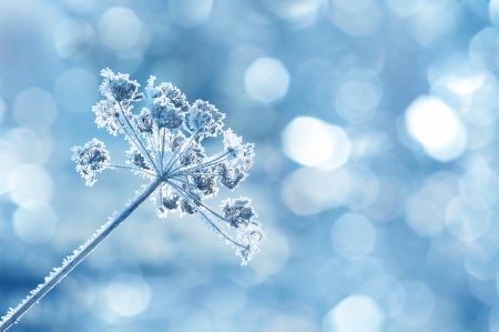 frozen plantの写真素材