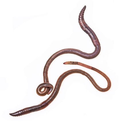 two earthworms on a white background