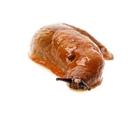 a slug on a white backgroundの写真素材