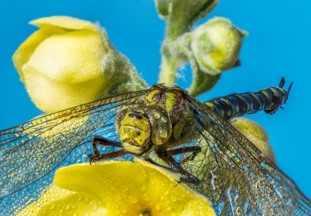 dragonfly sitting on a flowerの写真素材