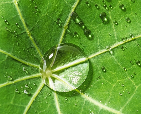 dew drops on a leaf