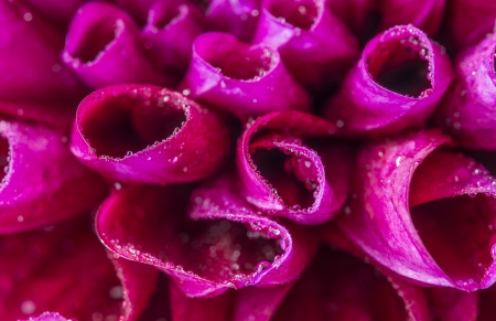 dew drops on a flowerの写真素材