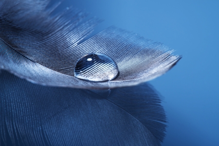 feathers with dropの写真素材