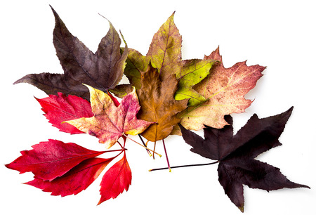 autumn leaves isolated on white