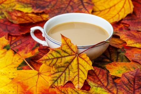 autumnal teaの写真素材