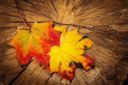 autumn leaves on a treeの写真素材