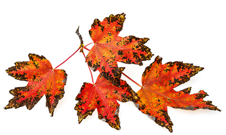 a branch with autumn leaves