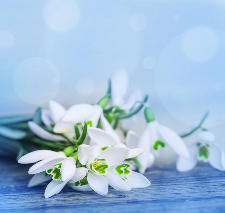 snowdrops close up in detailの写真素材