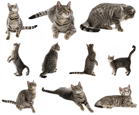 cat isolated on a white background - collectionの写真素材