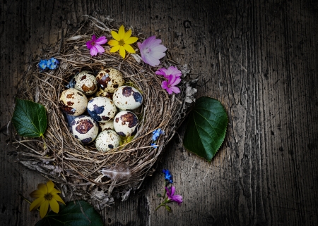 easter eggs in a nest - still lifeの写真素材