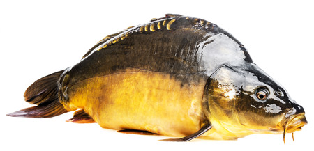 carp on a white backgroundの写真素材