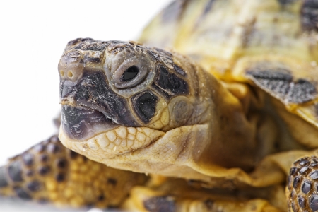 tortoise -  testudo horsfieldiiの写真素材
