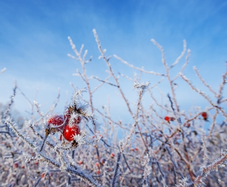frozen hips in detail - beautiful winter pictureの写真素材