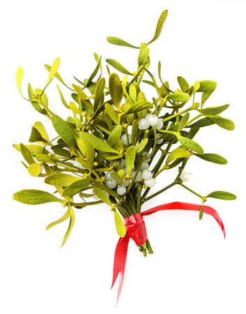 mistletoe isolated on a white の写真素材