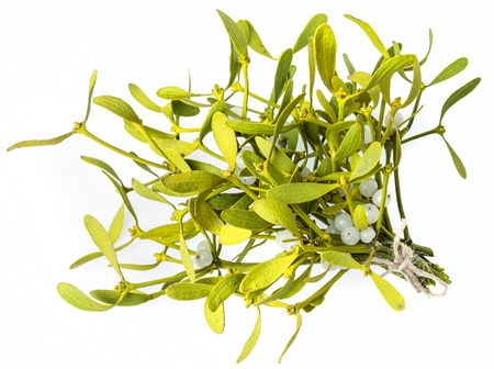 mistletoe isolated on a white の写真素材