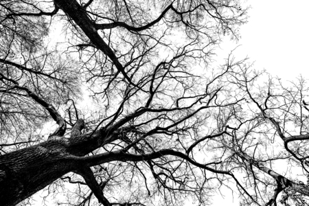 treesの写真素材