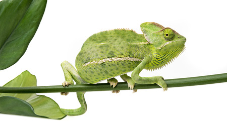 Chamaeleo calyptratus, female, isolated on a white backgroundの写真素材