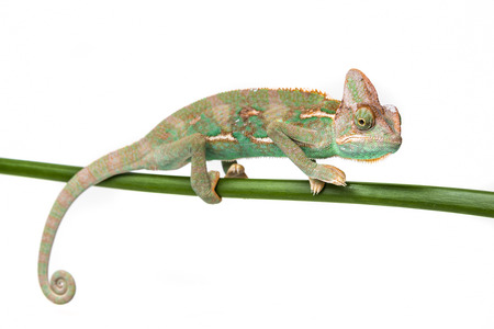 Chamaeleo calyptratus, male, isolated on a white backgroundの写真素材