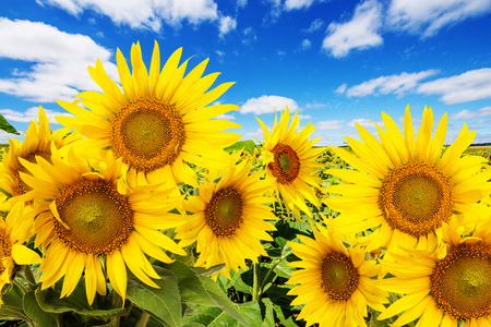 sunflower field and blue sky with cloudsの写真素材