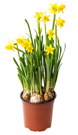 daffodils in a flower potの写真素材