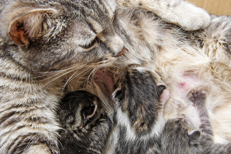 kittens drinking milk from her mother catの写真素材