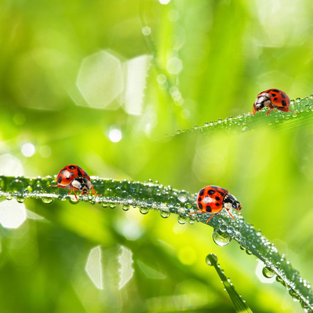 grass and dew drops and ladybirdsの写真素材