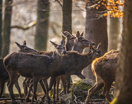 red deers in a forestの写真素材