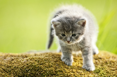 kittenの写真素材