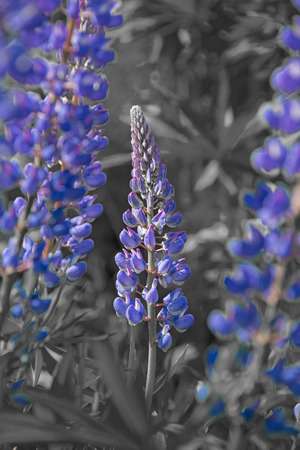 Wild lupines flowers in detailの写真素材