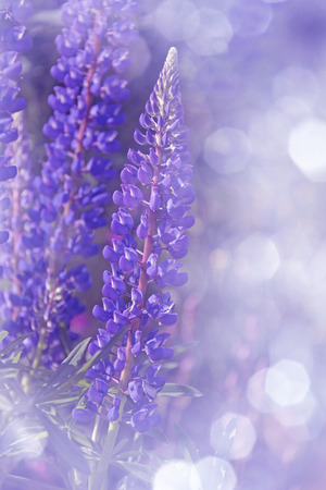 purple lupines flowers in detailの写真素材
