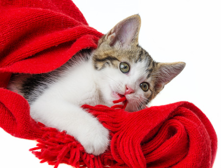 cute kitten playing with a red scarfの写真素材