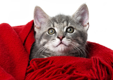 cute kitten with a red scarfの写真素材