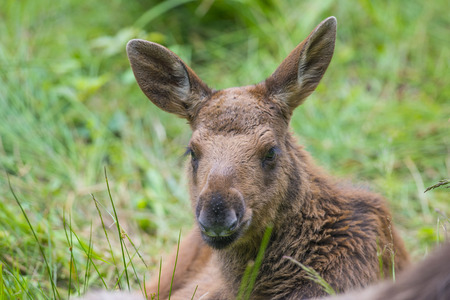 Alces alces - Moose - baby animalの写真素材