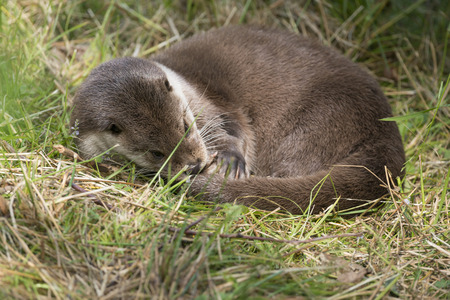 otter - Lutra lutra in natureの写真素材