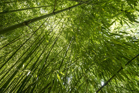 bamboo forestの写真素材