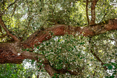 old tree detail