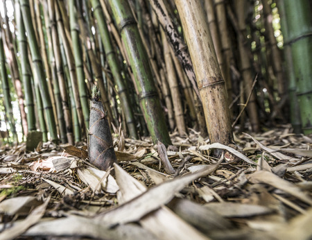 young bamboo plantの写真素材