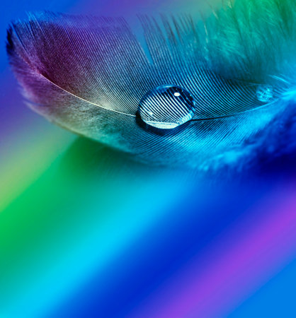 feathers with rain drop macro の写真素材