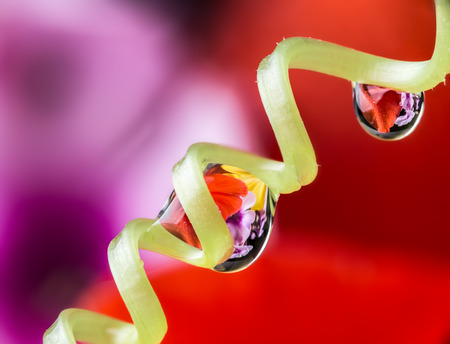 flower and dew dropsの写真素材