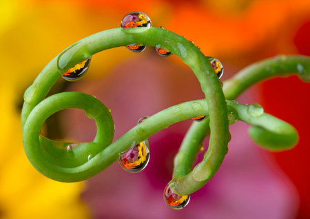 flower and dew dropsの写真素材