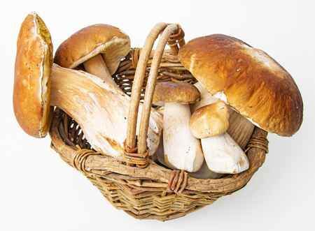 mushrooms - Boletus edulisの写真素材