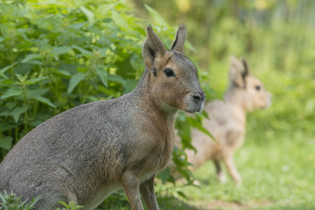 Dolichotis patagonum - patagonian maraの写真素材