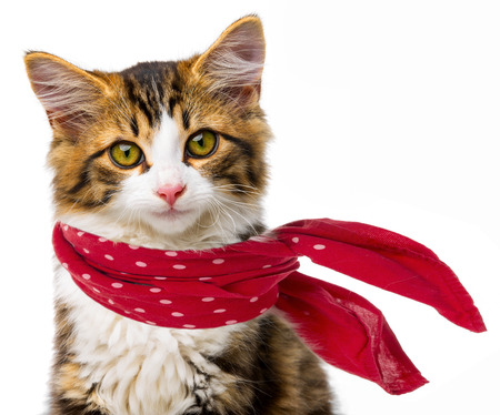 cute little long haired maine cat with red scarfの写真素材