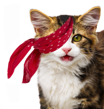 funny cat - pirateの写真素材