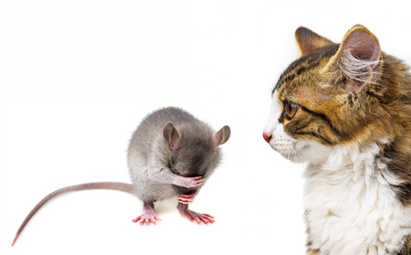 cat and mouseの写真素材