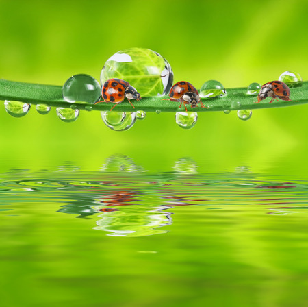 ladybirds on grassの写真素材