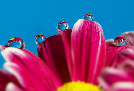 red flower and dew drops 